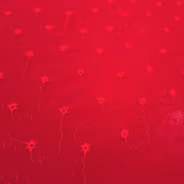 czerwony szyfon haftowany wzor drobne kwiatuszkiB